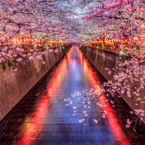 Spring ushers in cherry blossom season in Japan.