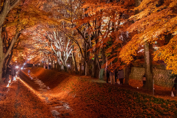 The “Momiji” tunnel of maples near Lake Kawaguchi, Japan.