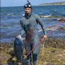 Blue groper spearfishing sparks investigation in Sydney’s south