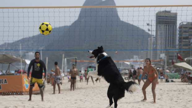 The border collie named Floki plays footvolley on Leblon beach, Rio de Janeiro, on Sunday.