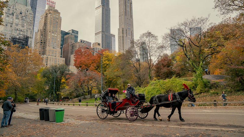 New York’s famous Central Park horse-drawn carriages set to be banned