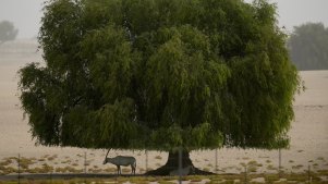 An Arabian Oryx takes refuge in the shade of a tree during a dusty hot day in Dubai, July, 2023.