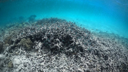 ‘Band-Aid on a broken leg’: Experts say Great Barrier Reef plan won’t save it