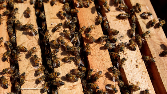 European honey bee populations across Newcastle and the Mid North Coast are being monitored after the deadly varroa mite was detected.