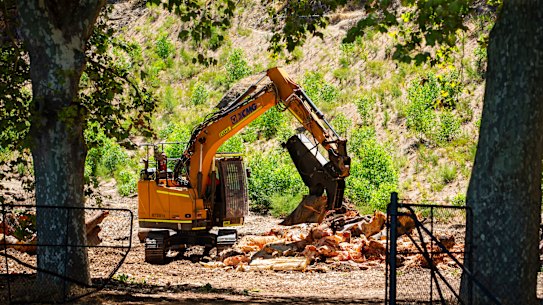 Pictures of the tree stumps left after tree removal due to the Polyphagous shot hole borer, on the edge of Kings Park, fronting Mounts Bay Road in Perth.
