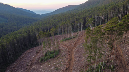 Recent logging in Snobs Creek, Rubicon State Forest. 