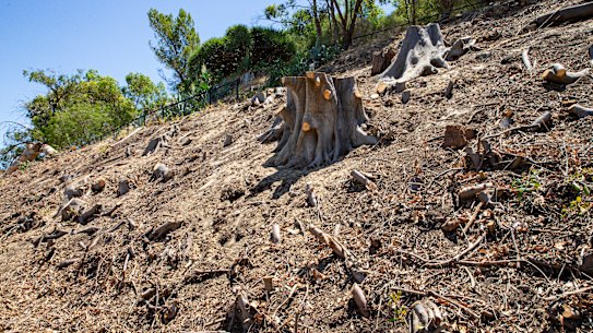 Pictures of the tree stumps left after tree removal due to the Polyphagous shot hole borer, on the edge of Kings Park, fronting Mounts Bay Road in Perth.
