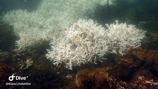Coral bleaching near Magnetic Island on the Great Barrier Reef. The bleaching  is the third such mass event in just five years.
