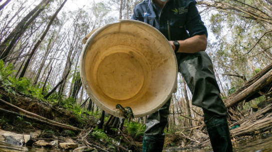 Arthur Rylah Insitute researcher Dr James Shelley returns a yabbie to a waterway in East Gippsland. 