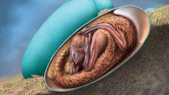 An artist impression by Julius Csotonyi of the baby dinosaur found in a fossilised egg.