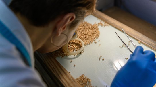 Dubbed “Europe’s bread basket”, Ukraine’s plentiful supply of highly arable black soil has made it a giant in global grain production.