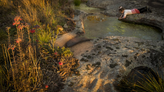Tool-sharpening grooves near Great Eel rock engraving, Cattai area being explored by (Lyra, great-granddaughter of Darug Elder Aunty Edna Watson, 