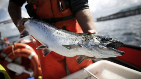 Australia’s largest Tasmanian salmon producer Tassal Group has rejected another takeover bid by Canada-headquartered aquaculture giant Cooke Inc.