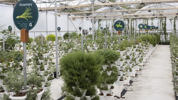 You can pick-your-own herbs in Gateway’s hydroponic growing shed.