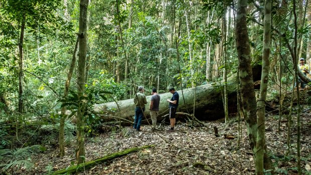 When an Indigenous scar tree falls in the forest, everyone now knows