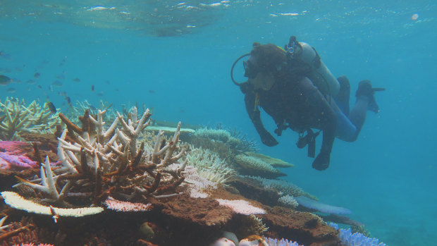 Video from divers, anglers to be used for biggest Barrier Reef snapshot
