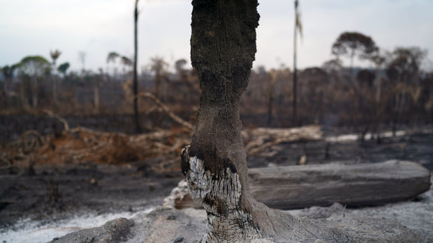 Brazil's fire woes escalate as 'Amazon Caribbean' hit by blaze