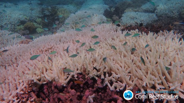 ‘It is fairly dire’: Only 2 per cent of Great Barrier Reef still unbleached