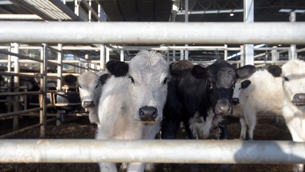 The new Chinese import quotas are set to deal a blow to Australian beef exporters.