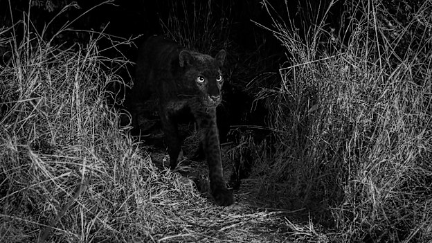 The rare black leopard of Laikipia.