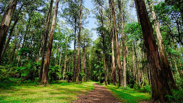 Sherbrooke Forest in Belgrave.