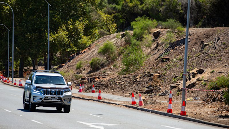 Nova območja karantene v Perthu uvedena zaradi napredovanja lesnega vrtalca v hribe