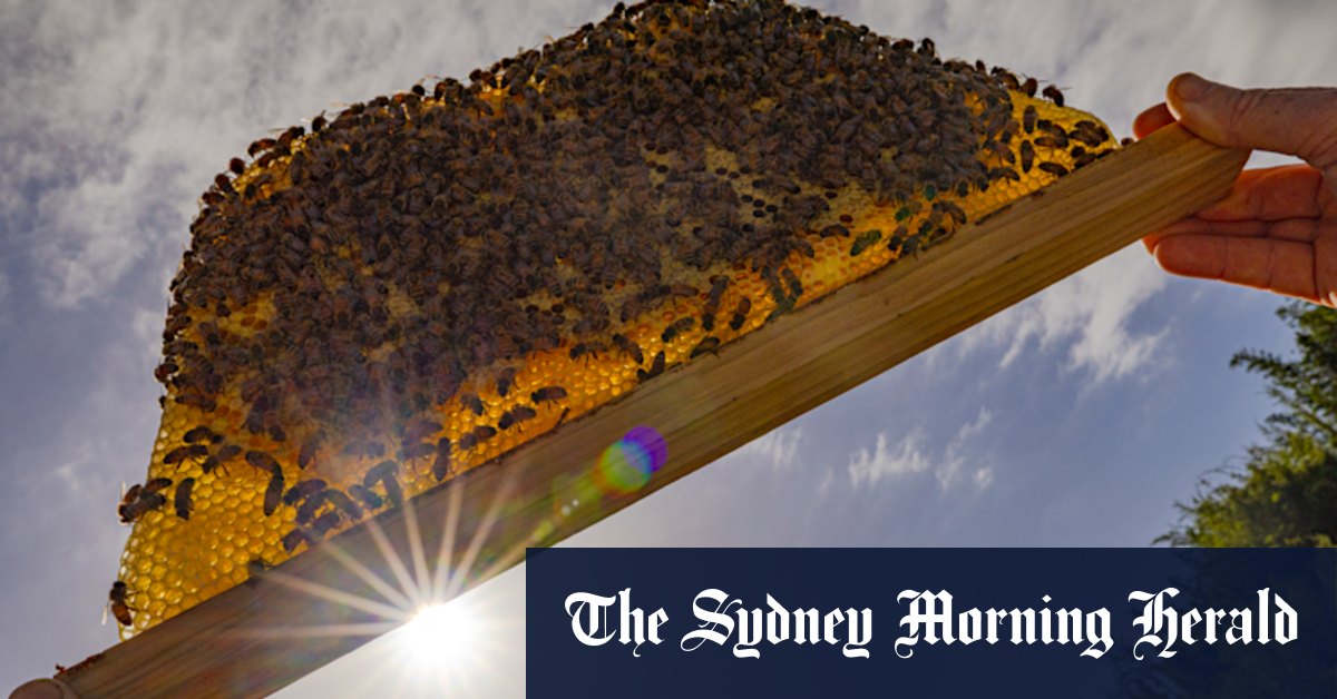 Healing huts and mindfulness: How bees became the new wellness influencers