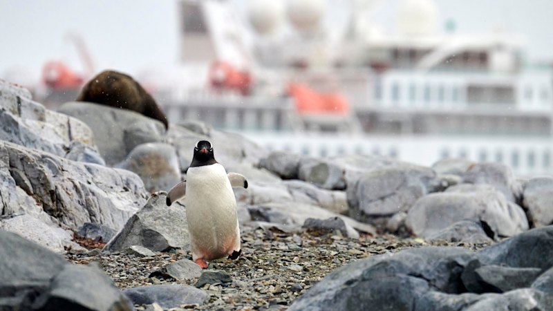 Aurora Expeditions’ choice criteria for Antarctic cruises centre on more than the ship