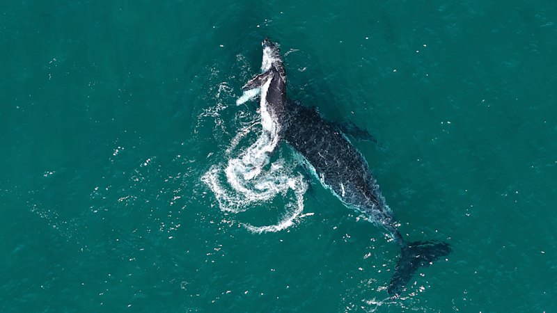 Do animals grieve? Rare footage of this mother and her calf may hold the answer
