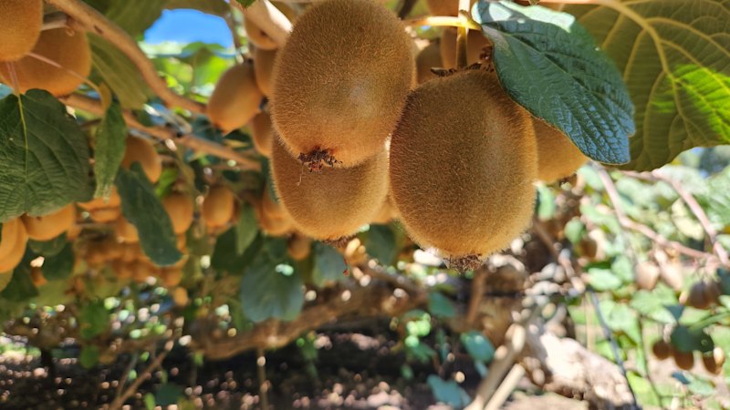 Warakirri snares $33m orchards deal from Hong Kong tycoon