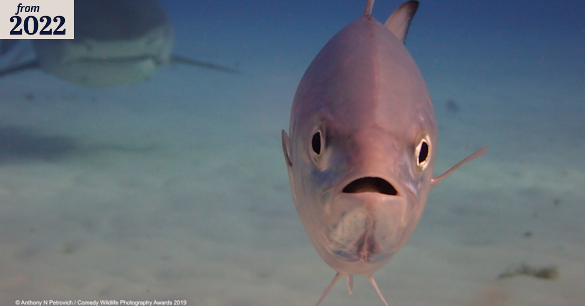 Itchy fish use sharks as scratching posts, WA study finds