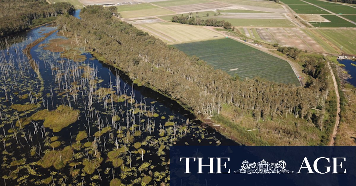 Massive new festival site promises music in the mangroves - Vimarsana News
