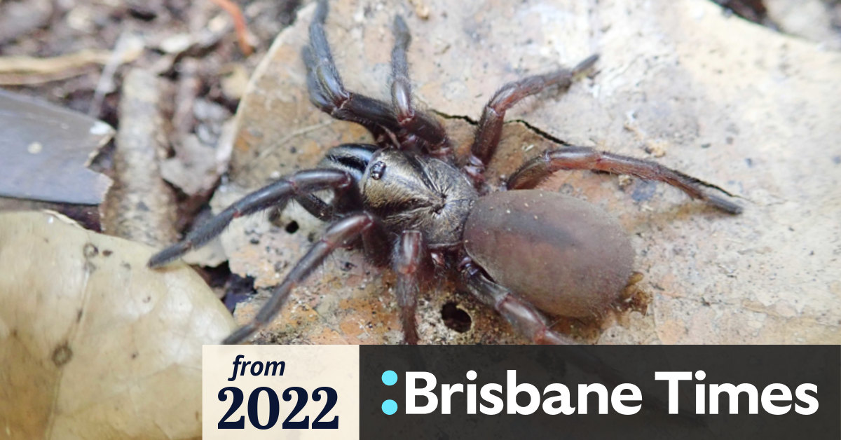 Super-size trapdoor spider discovered in Australia