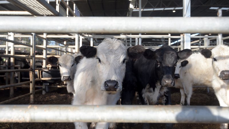 China sets beef import quotas in hit to Australia and other exporters
