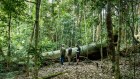 The 40-metre yellow walnut tree in the World Heritage-listed Daintree Rainforest fell in such a way that the rare indigenous carving telling of the Yalanji Lizard Man was accessible. 