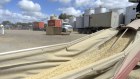 Barley is fed into a container on a truck at a storage facility in Balliang, Victoria.  