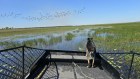 Cash the dog helps find bush food botanicals on the Finniss River floodplains.
