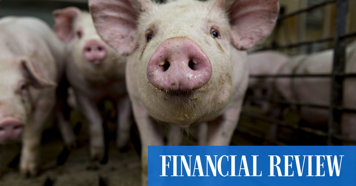 afr.com - Sarah Thompson, Kanika Sood, Angira Bharadwaj - Agricultural tech biz hunts cash for Fitbit-style tracker for pigs