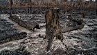 Fires and land-clearing are wiping out huge areas of the Amazon region.