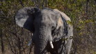 As this male elephant emerged from behind the trees, our guide realised he was not in a gentle state.