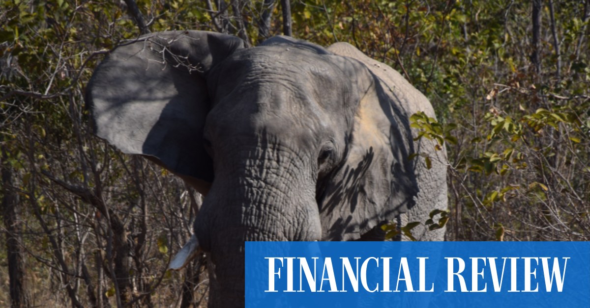 South Africa safari: Why you should consider TripADeal's Africa tour at any age - Vimarsana News