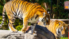Dreamworld’s key attractions aren’t pulling enough visitors for one shareholder.