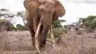 Just eight big tuskers remain at Tsavo East National Park. The rest have been wiped out by generations of trophy hunters.