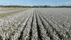 Namoi cotton says growers are on 
 track for another  good season based on above average rain over summer and dam levels.