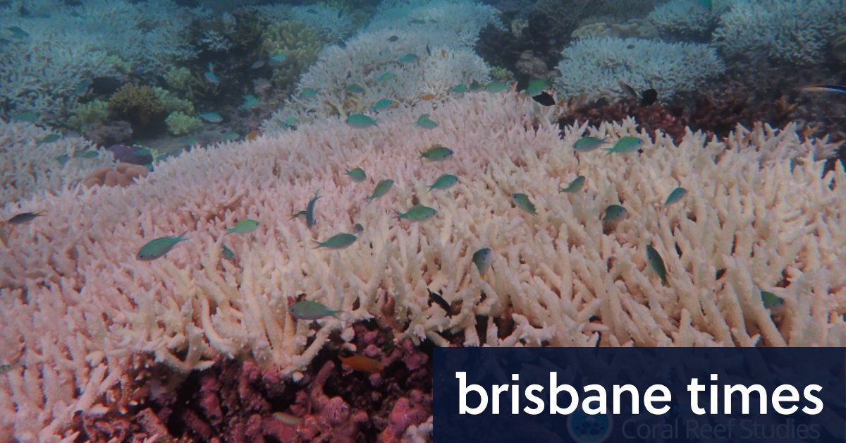 Pemutihan Great Barrier Reef telah mempengaruhi 98 persen ekosistem karang
