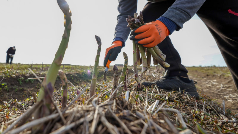 By my third year, I’d made it. I was picking asparagus for the Japanese market