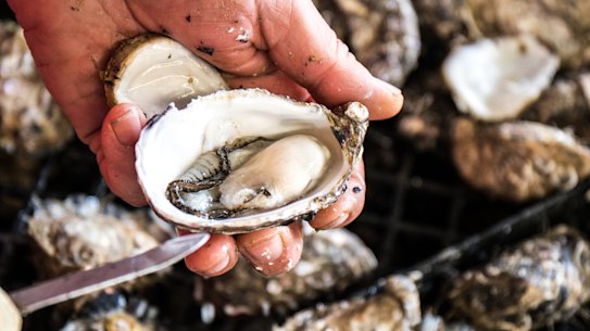 Oyster farmers to complain against 'anti-competitive' investment move