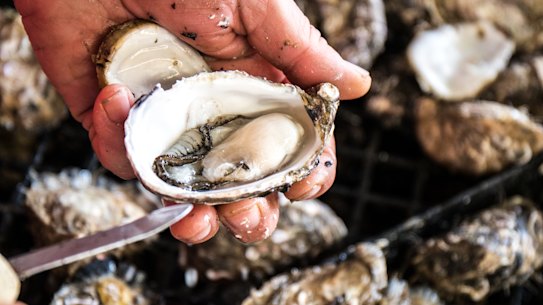 Government accused of playing favourites over $3.3m stake in oyster company