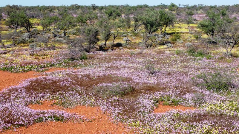 Cyclone rains bring early wildflower bloom to WA’s Mid West near Shark Bay