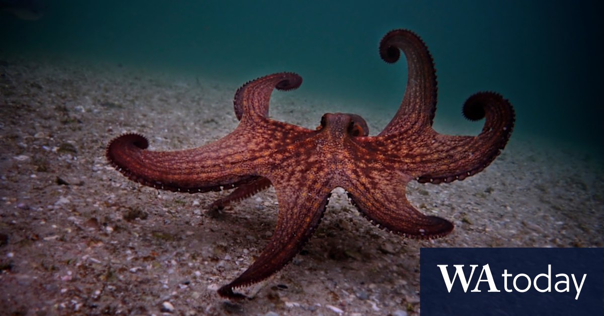 Octopuses have a secret sense to keep 8 arms out of trouble - Vimarsana News